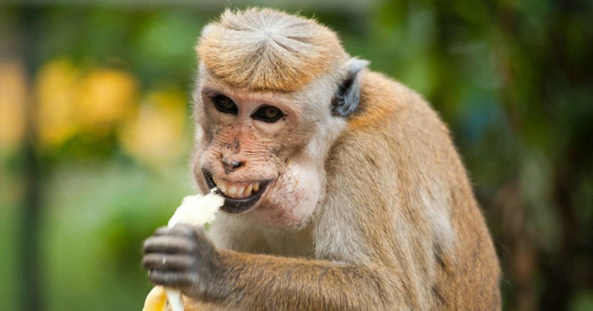 Vocabolario 5 - Scimmiottare la scimmia