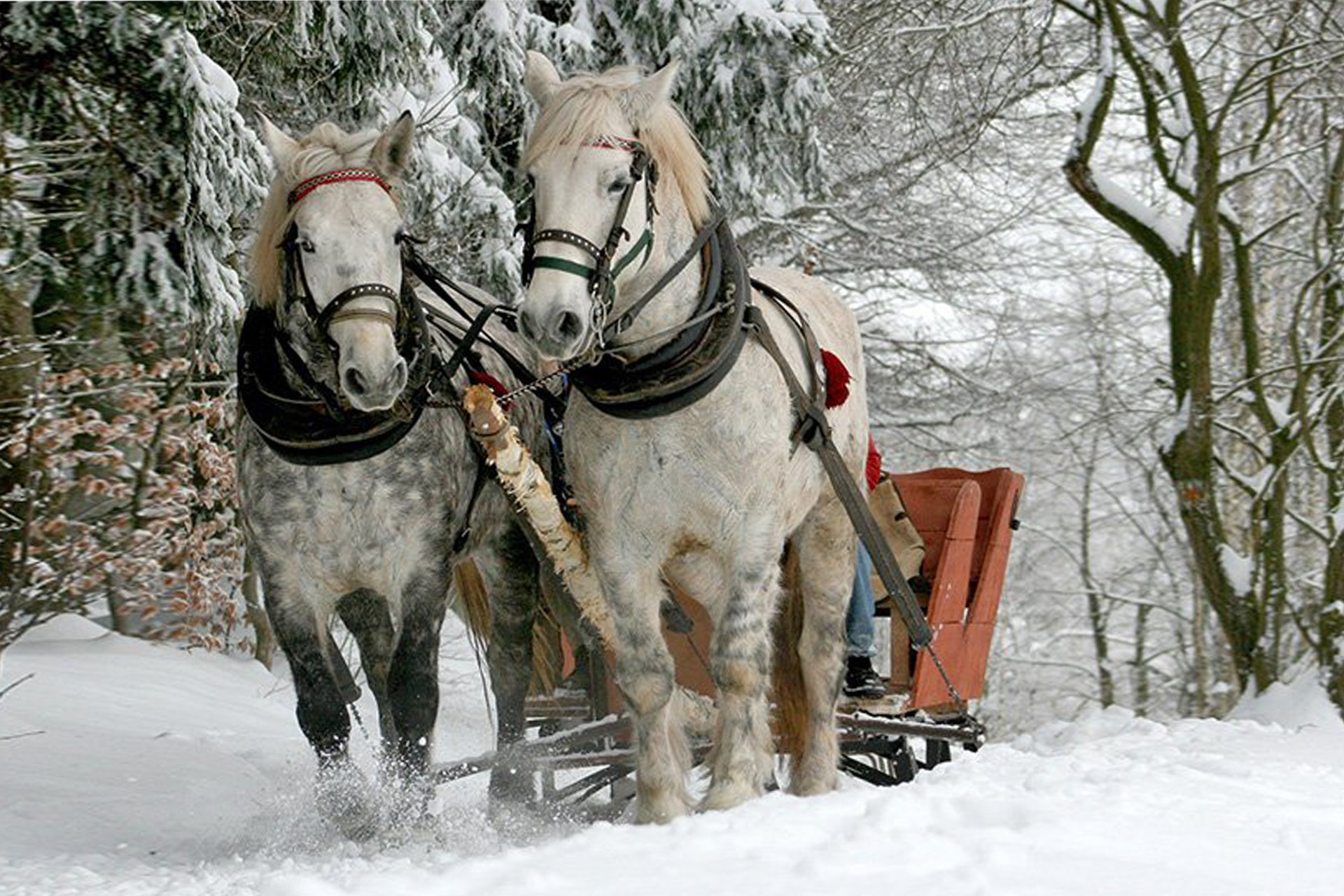 Favole per scaldarsi, i cavalli con la slitta nella neve